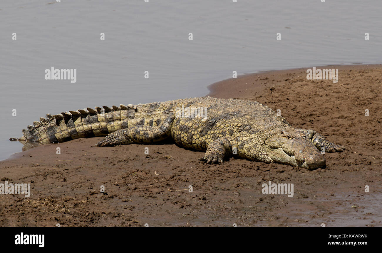 Coccodrillo del Nilo (Crocogylus Niloticus) riscaldamento fino al sole sul fiume di Mara banca del Masai Mara, Kenya Foto Stock