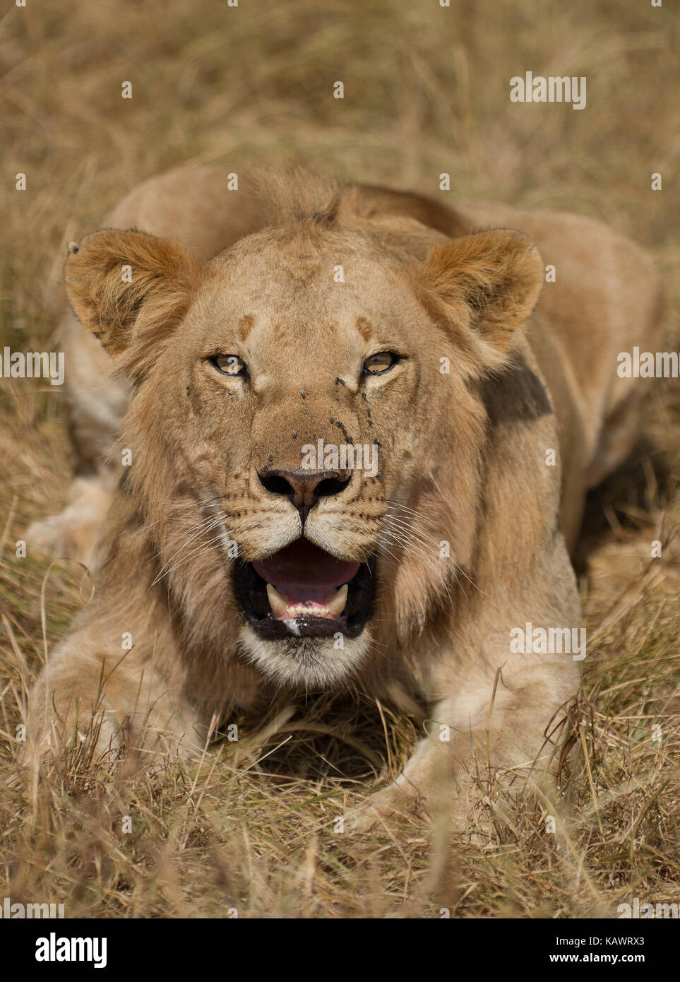 Giovane Maschio Lion (panthera Leo) sulla testa e chiudere fino al Masai Mara, Kenya Foto Stock