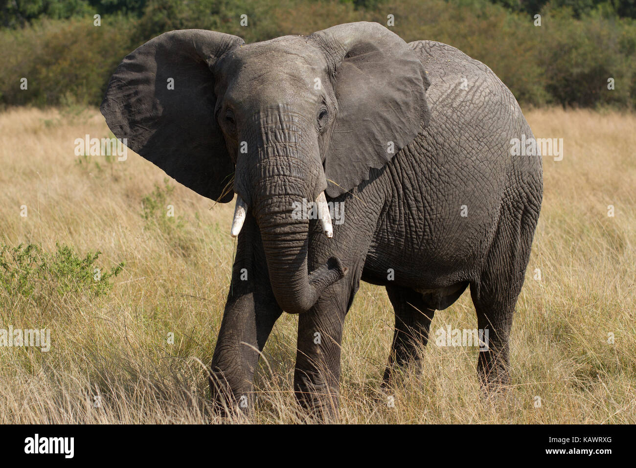Vista frontale delle Elefante africano (Loxodonta africana) pascolano sulla savana del Masai Mara,Kenya Foto Stock