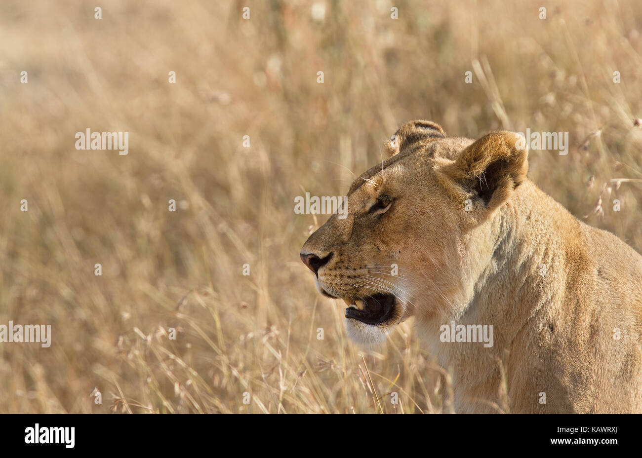Leonessa femmina (panthera leo) a guardare oltre la savana per la preda del Masai Mara, Kenya Foto Stock