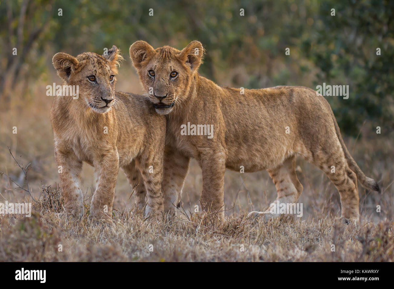 Due giocoso Lion Cubs in attesa per la loro madre leonessa per tornare nel Masai Mara, Kenya Foto Stock