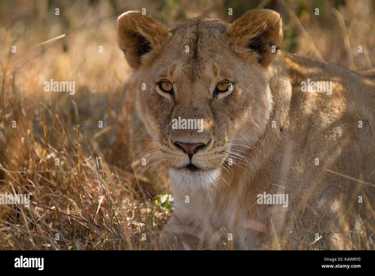Immagine ravvicinata di adulto Leonessa giacente nel coperchio di Masai Mara, Kenya Foto Stock