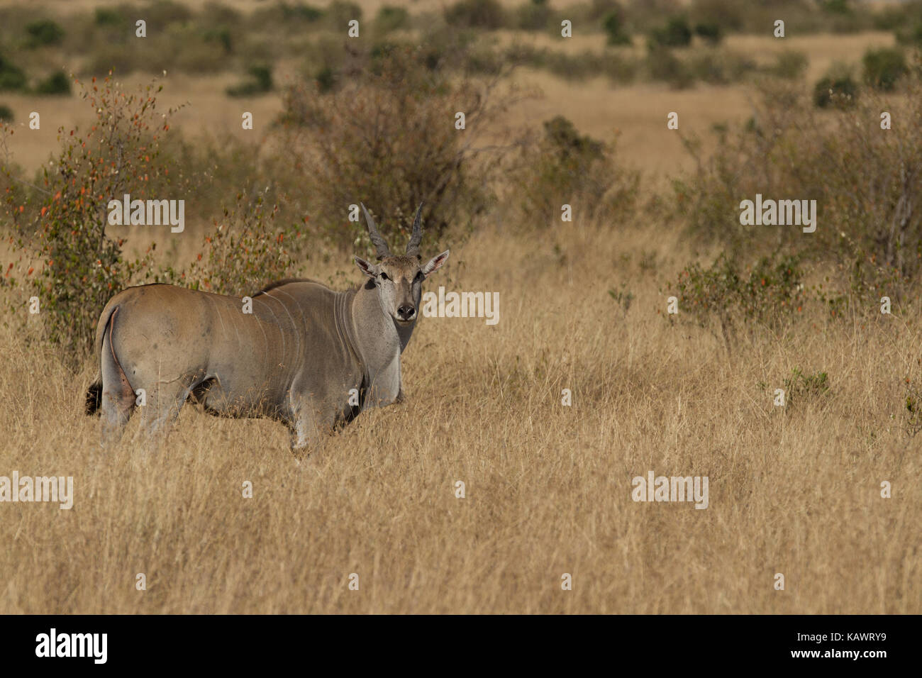 Eland (Taurotragus oryx) guarda indietro oltre la savana del Masai Mara, Kenya Foto Stock