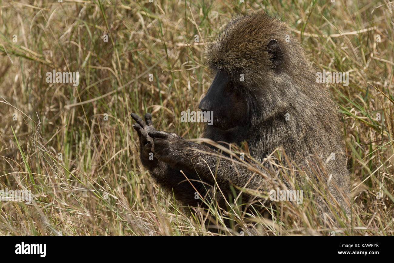 Babbuino (papio anubis) Monkey sulla savana del Masai Mara, Kenya Foto Stock