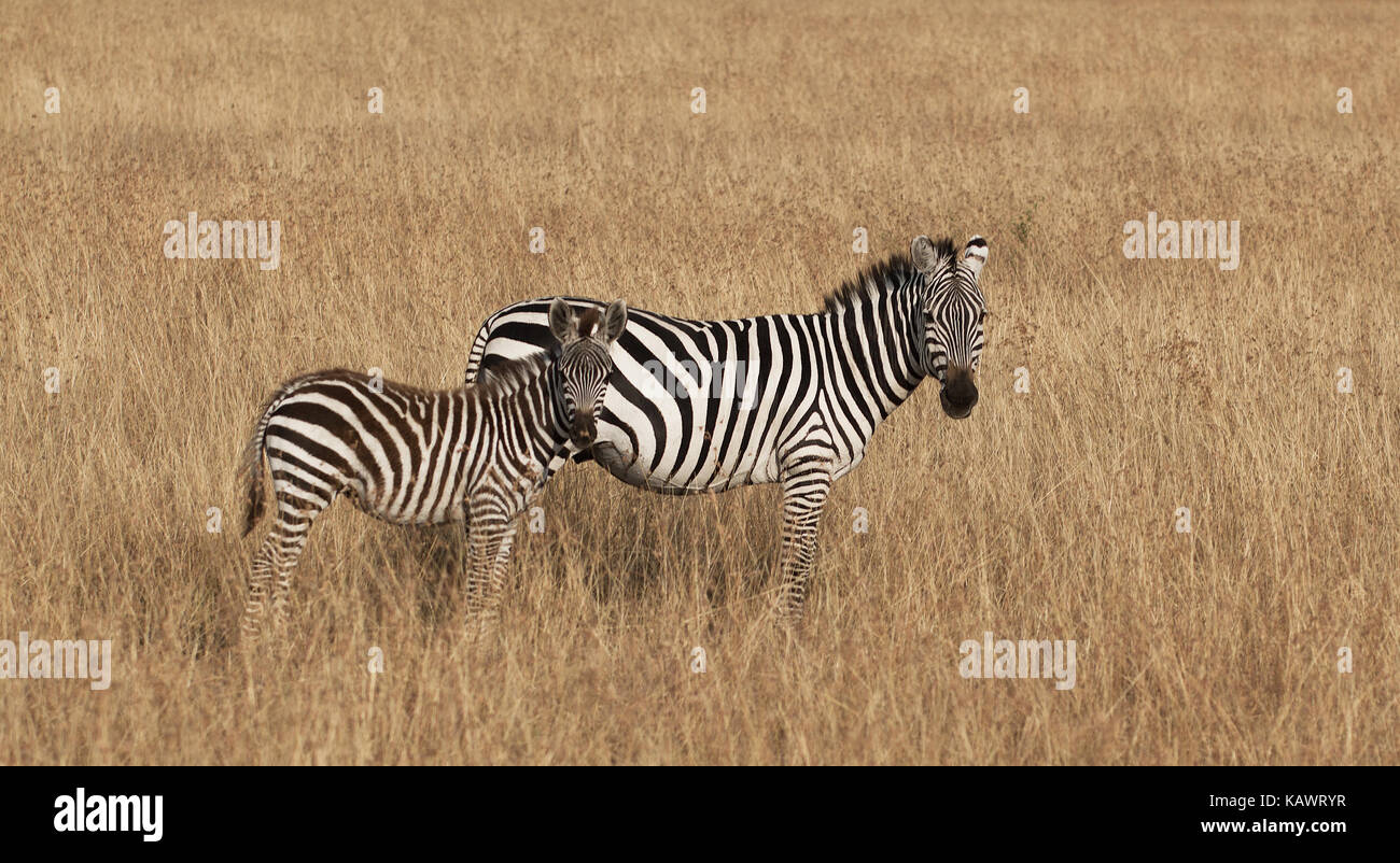 Zebra (Equus quagga) con il puledro di pascolare su la savana del Masai Mara, Kenya Foto Stock