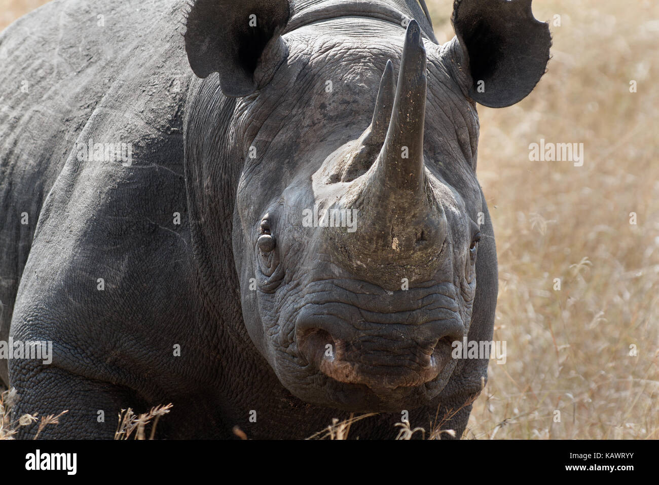 Immagine ravvicinata di rinoceronte nero (Diceros simum) nel Masai Mara, Kenya Foto Stock