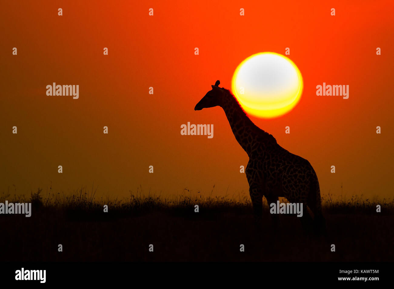 La giraffa attraversando il tramonto africano in silhouette. Masai Mara, Kenya Foto Stock