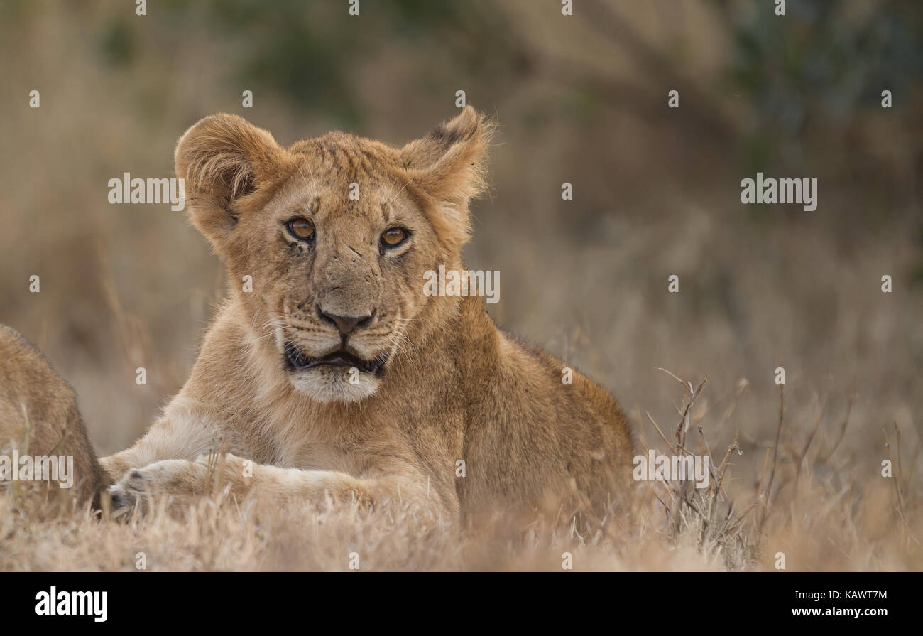 Lion Cub sdraiato nel Masai Mara, Kenya Foto Stock