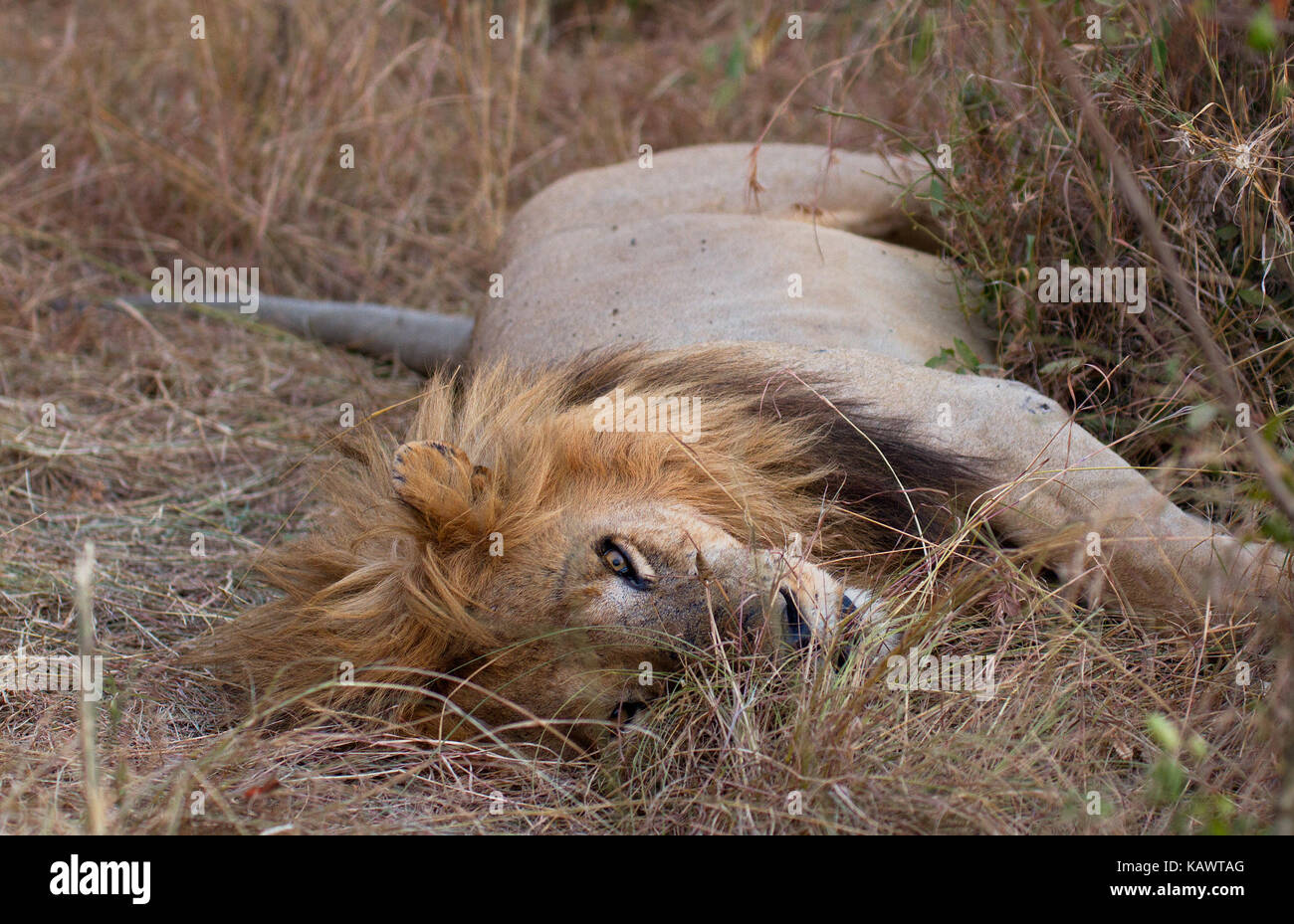 Maschio adulto Lion dormendo. Masai Mara, Kenya Foto Stock