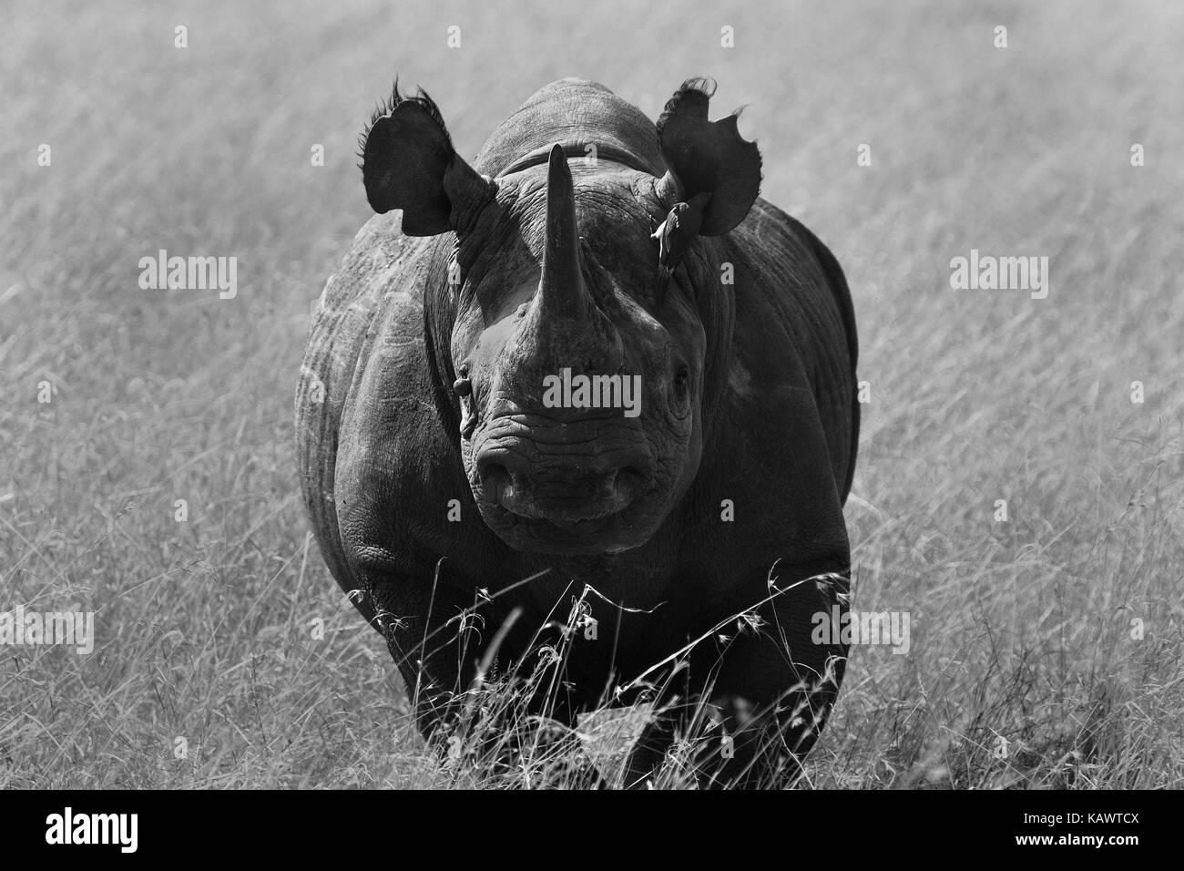 Testa sul colpo di rinoceronte nero attraversando la pianura. Masai Mara, Kenya Foto Stock Testa sul colpo di rinoceronte nero attraversando la pianura. Masai Mara, Kenya Foto Stock