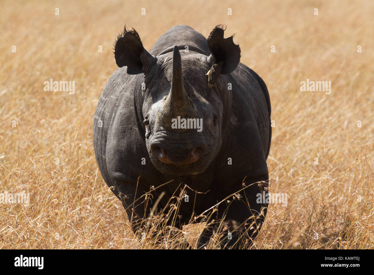 Testa sul colpo di rinoceronte nero attraversando la pianura. Masai Mara, Kenya Foto Stock Testa sul colpo di rinoceronte nero attraversando la pianura. Masai Mara, Kenya Foto Stock