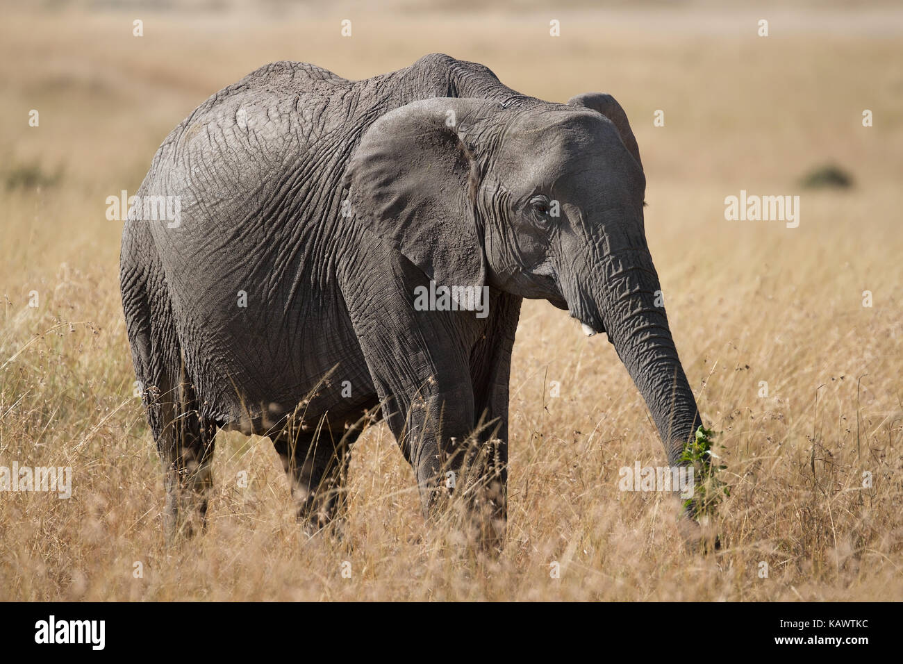 Il pascolo di elefante sulla vegetazione. Masai Mara, Kenya Foto Stock