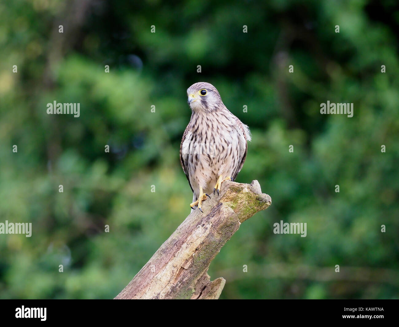Il gheppio, il Falco tinnunculus, singolo uccello sul ramo, Midlands, luglio 2017 Foto Stock
