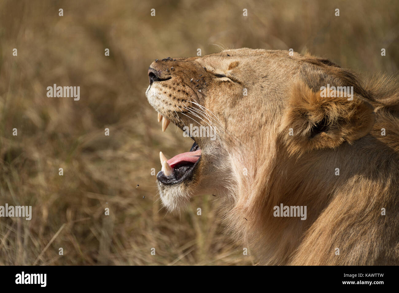 Giovane Maschio Lion sbadigli con mosche ronzio intorno alla sua testa. Masai Mara, Kenya Foto Stock