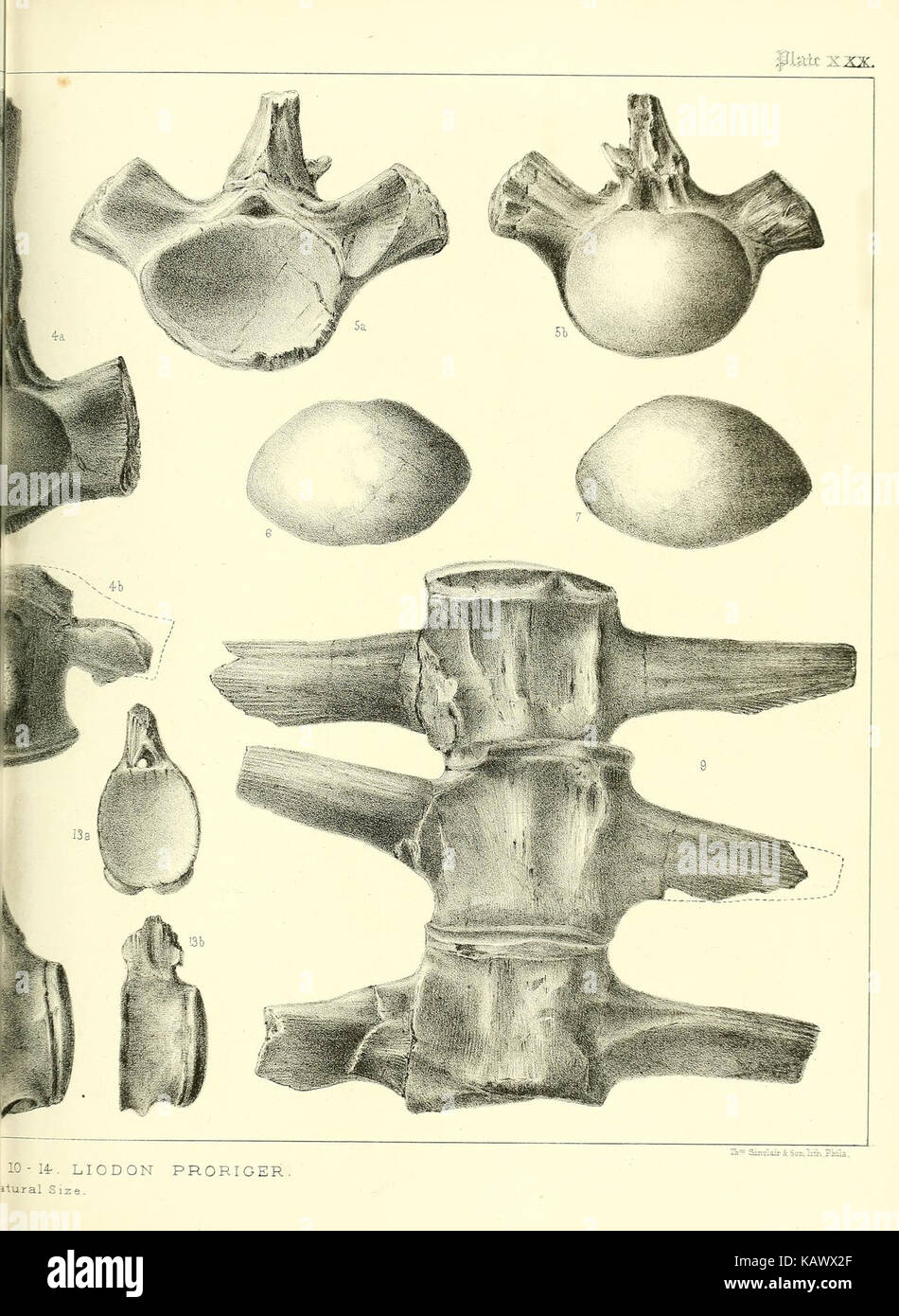 La Vertebrata del Cretaceo formazioni del West BHL40586871 Foto Stock