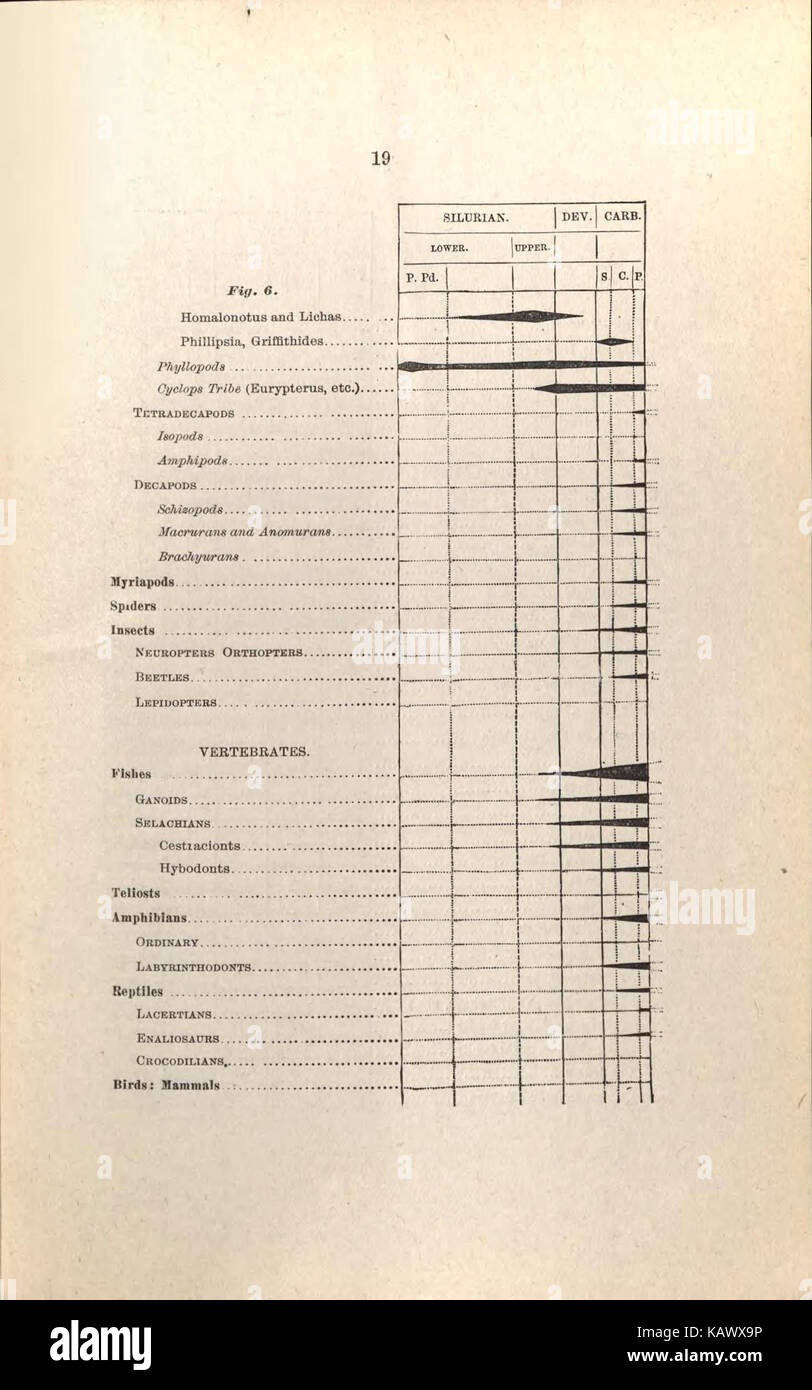 Guida per i visitatori alla geologico e paleontologico collezioni del Museo Americano di Storia Naturale, settanta settima Strada e l'Ottava Avenue, New York City (pagina 19) BHL47135440 Foto Stock