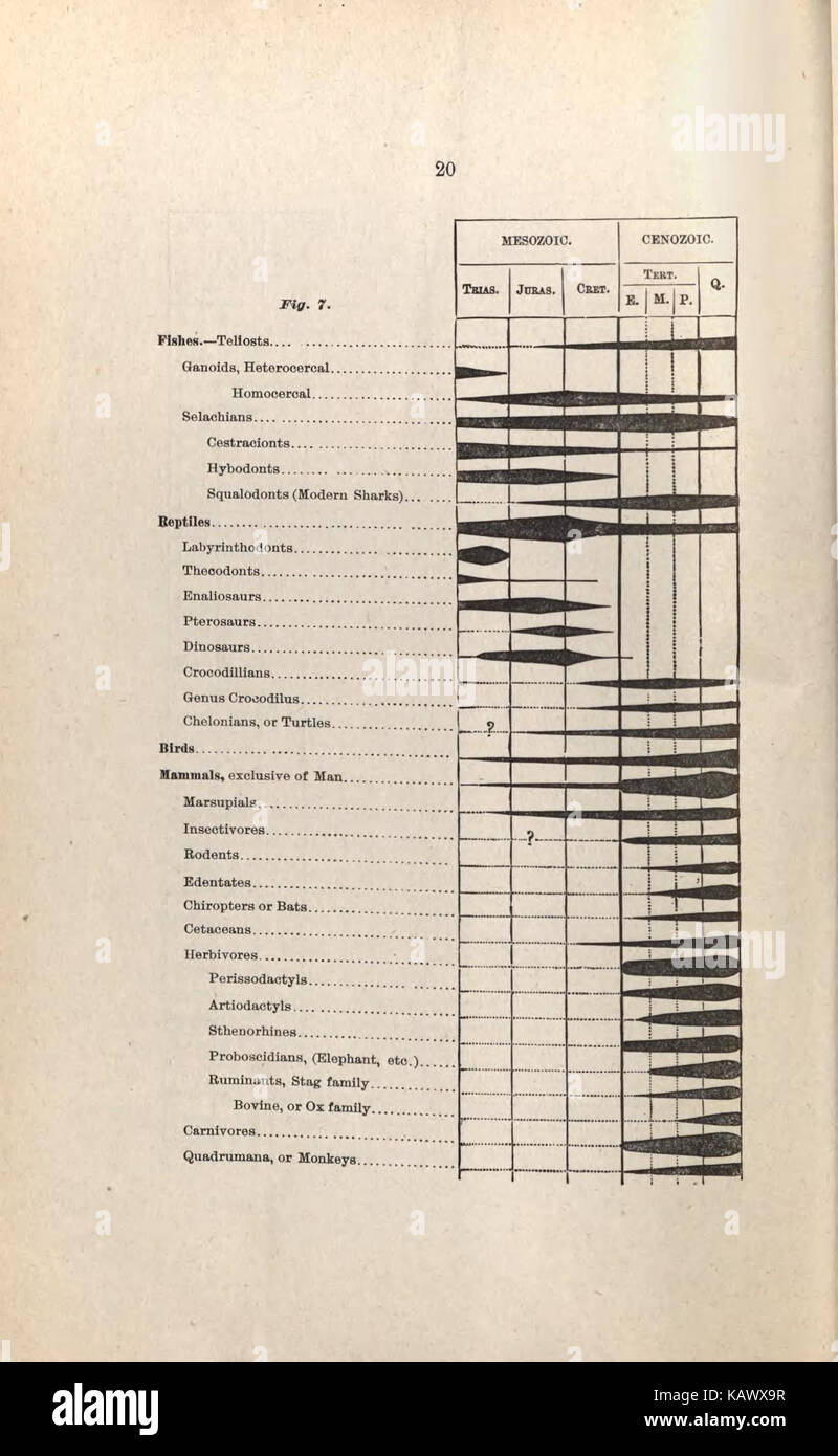 Guida per i visitatori alla geologico e paleontologico collezioni del Museo Americano di Storia Naturale, settanta settima Strada e l'Ottava Avenue, New York City (pagina 20) BHL47135439 Foto Stock