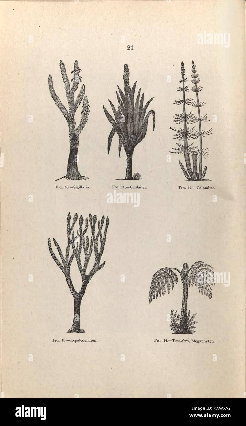 Guida per i visitatori alla geologico e paleontologico collezioni del Museo Americano di Storia Naturale, settanta settima Strada e l'Ottava Avenue, New York City (pagina 24) BHL47135435 Foto Stock