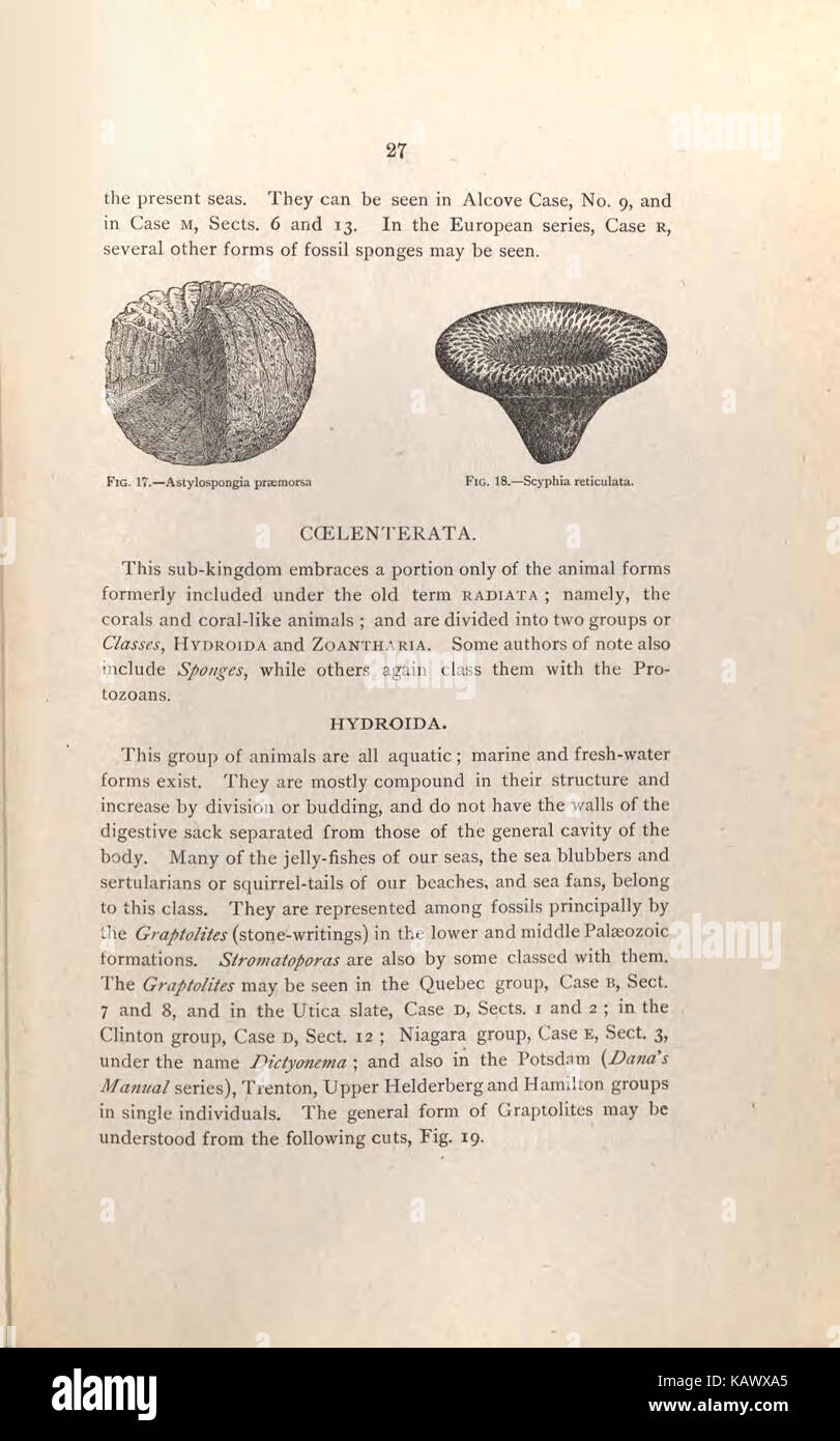 Guida per i visitatori alla geologico e paleontologico collezioni del Museo Americano di Storia Naturale, settanta settima Strada e l'Ottava Avenue, New York City (pagina 27) BHL47135432 Foto Stock
