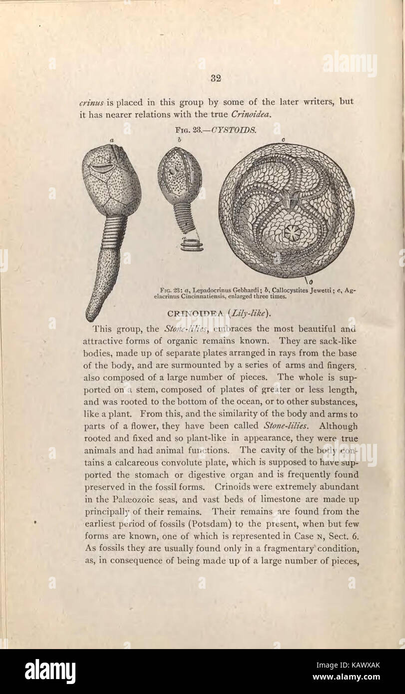 Guida per i visitatori alla geologico e paleontologico collezioni del Museo Americano di Storia Naturale, settanta settima Strada e l'Ottava Avenue, New York City (pagina 32) BHL47135427 Foto Stock