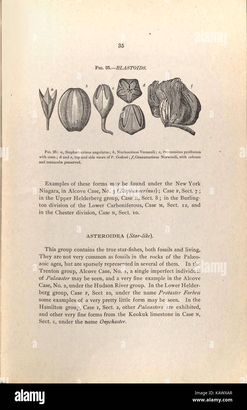 Guida per i visitatori alla geologico e paleontologico collezioni del Museo Americano di Storia Naturale, settanta settima Strada e l'Ottava Avenue, New York City (pagina 35) BHL47135424 Foto Stock