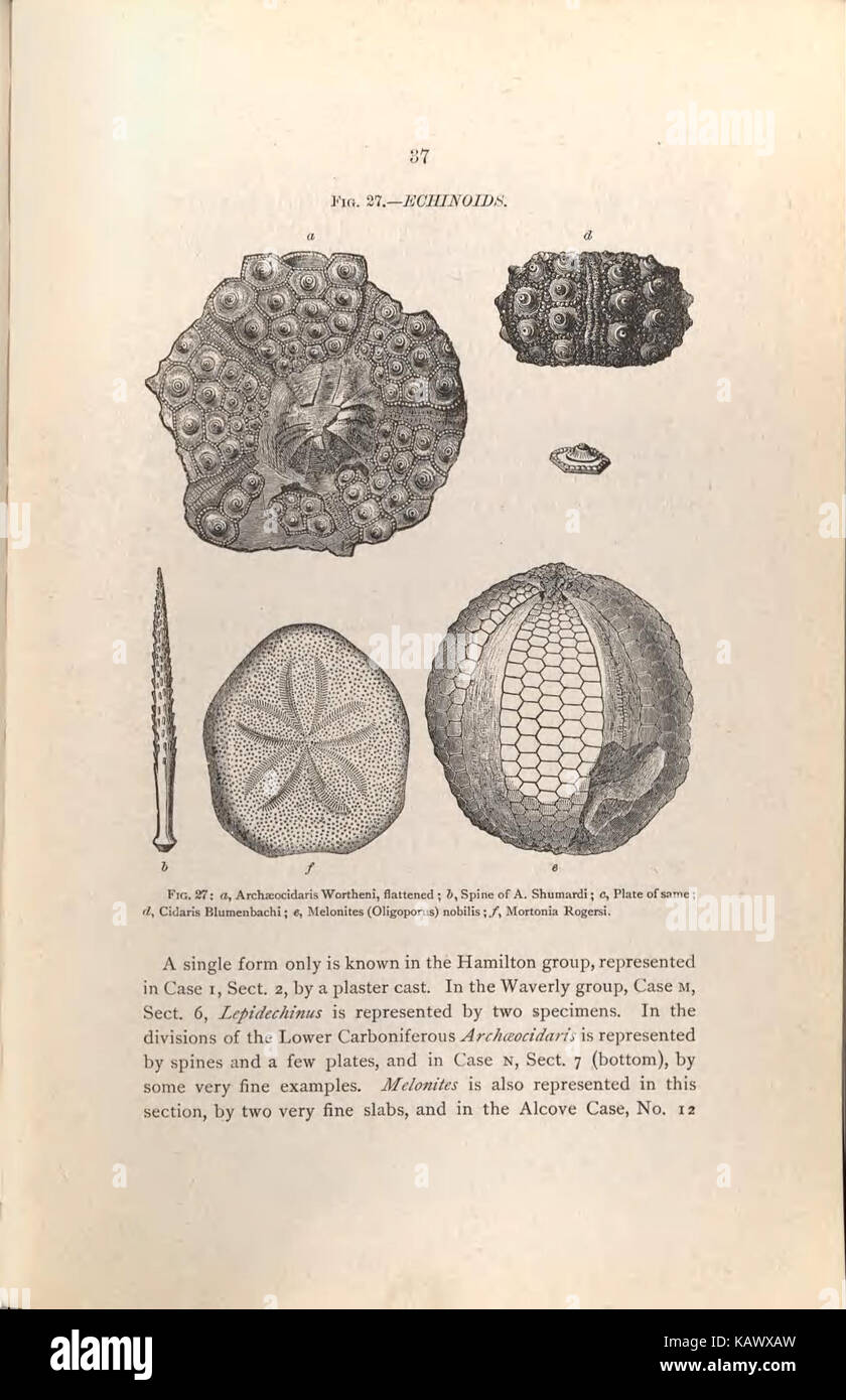 Guida per i visitatori alla geologico e paleontologico collezioni del Museo Americano di Storia Naturale, settanta settima Strada e l'Ottava Avenue, New York City (pagina 37) BHL47135422 Foto Stock