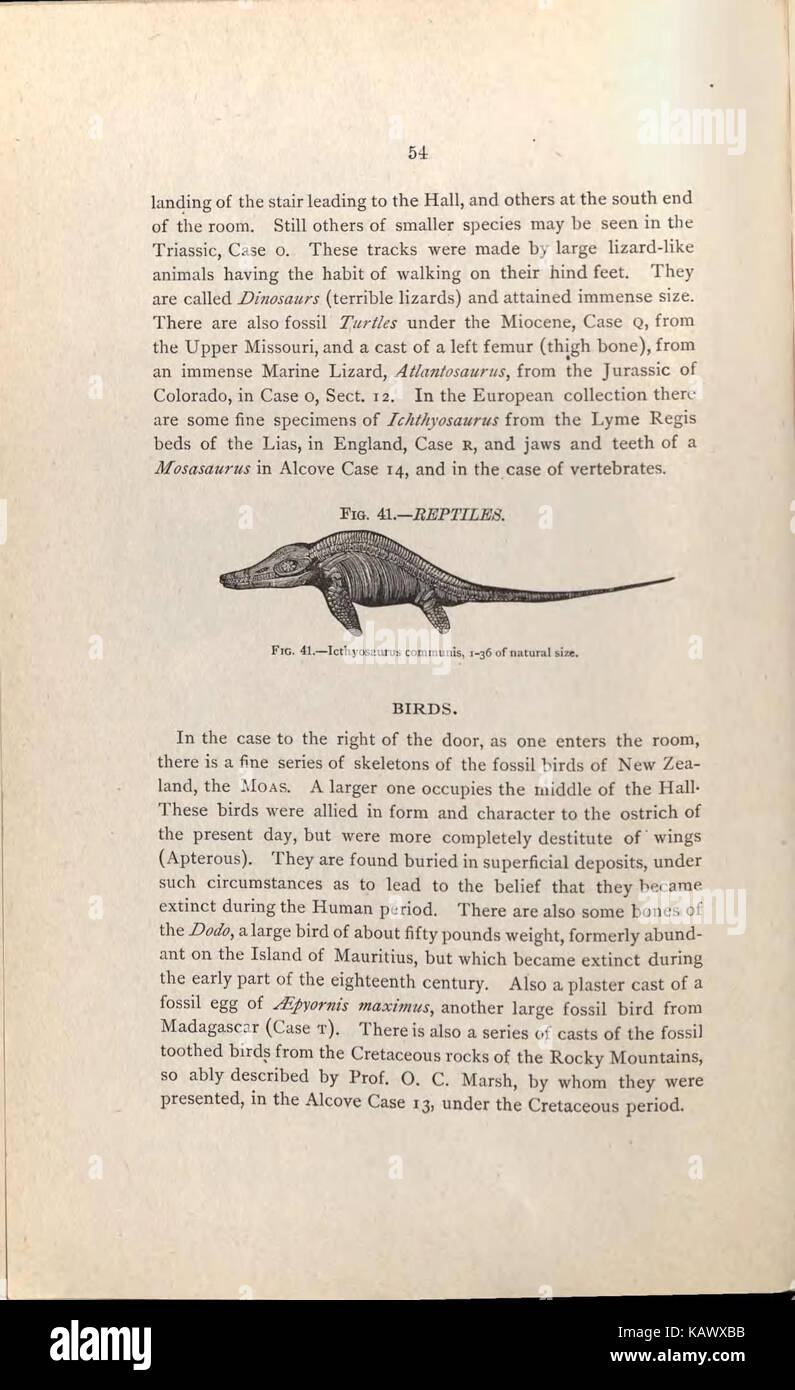Guida per i visitatori alla geologico e paleontologico collezioni del Museo Americano di Storia Naturale, settanta settima Strada e l'Ottava Avenue, New York City (pagina 54) BHL47135391 Foto Stock
