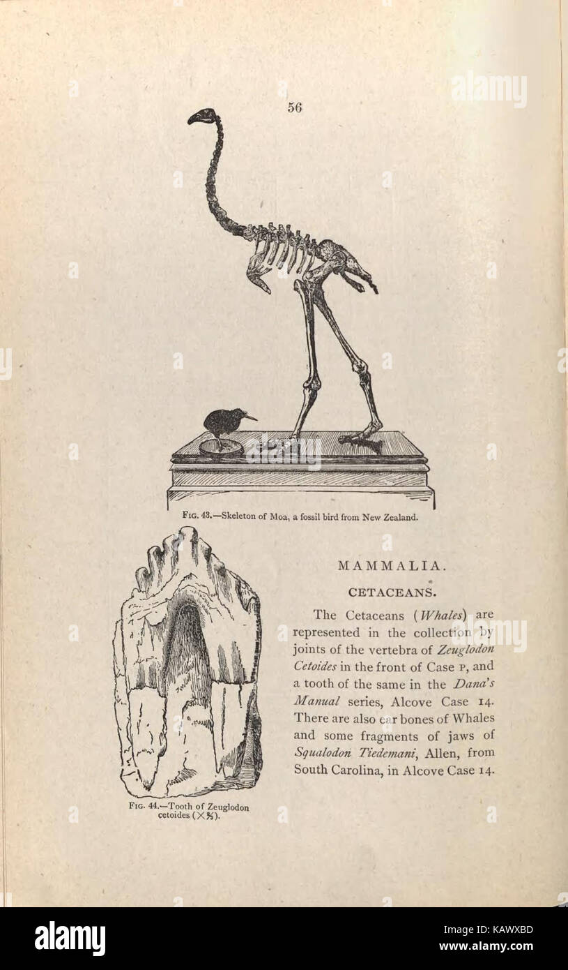 Guida per i visitatori alla geologico e paleontologico collezioni del Museo Americano di Storia Naturale, settanta settima Strada e l'Ottava Avenue, New York City (pagina 56) BHL47135393 Foto Stock