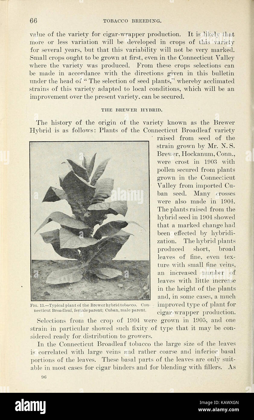 Allevamento di tabacco (pagina 66) BHL41971120 Foto Stock