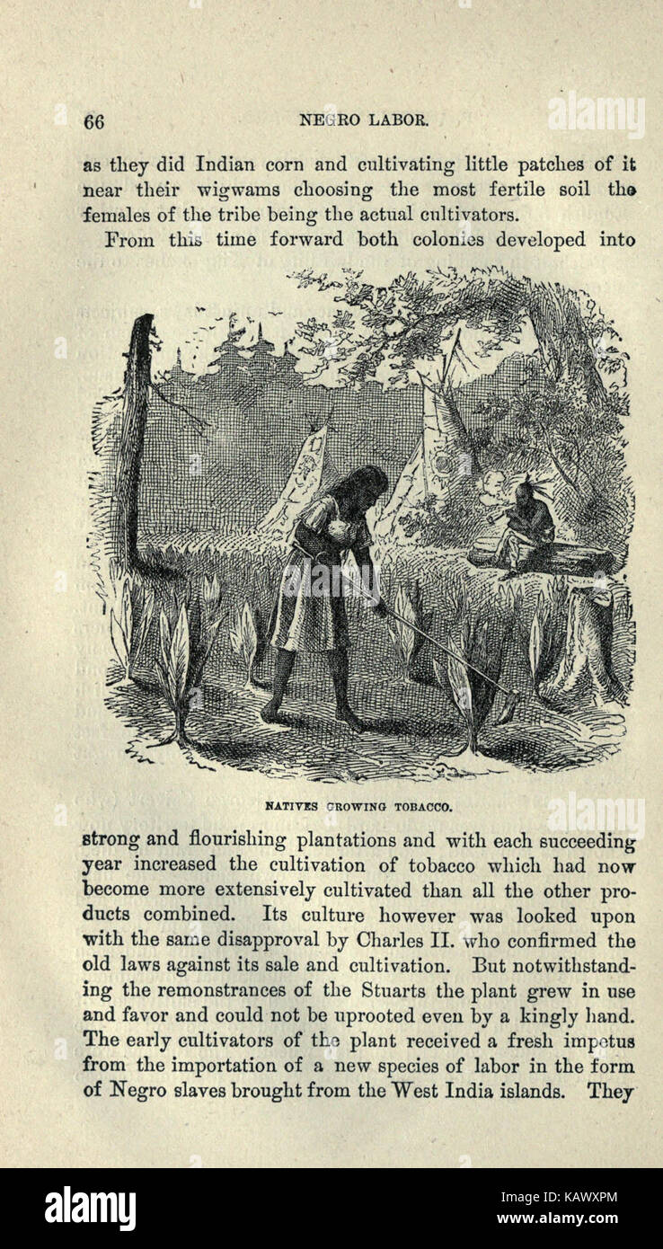 Una pagina di una pubblicazione sul tabacco, contenente informazioni relative alla coltivazione, agli usi e all'impatto. Pagina 66 verosimilmente affronta aspetti storici o agricoli specifici. Foto Stock