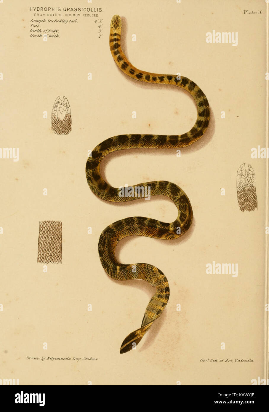 I serpenti velenosi dell India (piastra 16) BHL12302115 Foto Stock