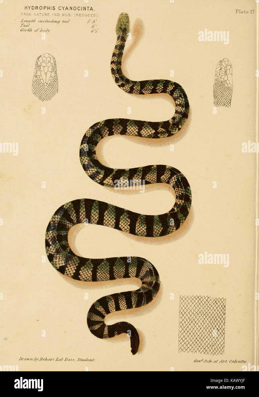 I serpenti velenosi dell India (piastra 17) BHL12302119 Foto Stock