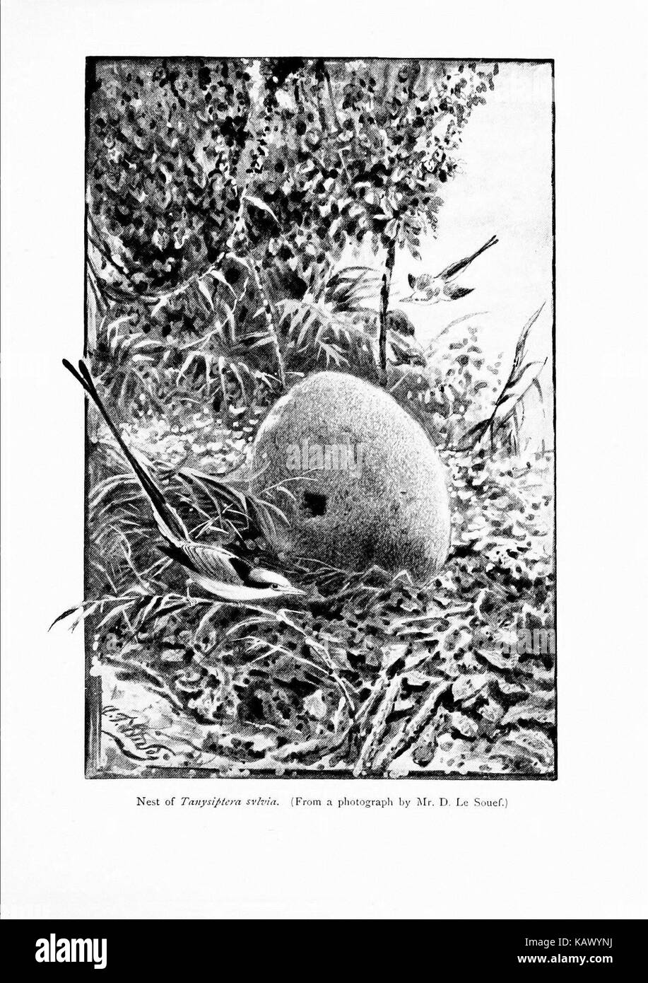 Meraviglie del mondo di uccelli (Pl. 17) (7995789839) Foto Stock