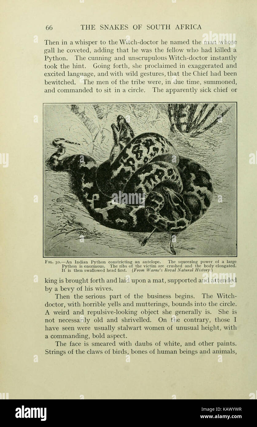 I serpenti del Sud Africa (pagina 66) BHL11476446 Foto Stock