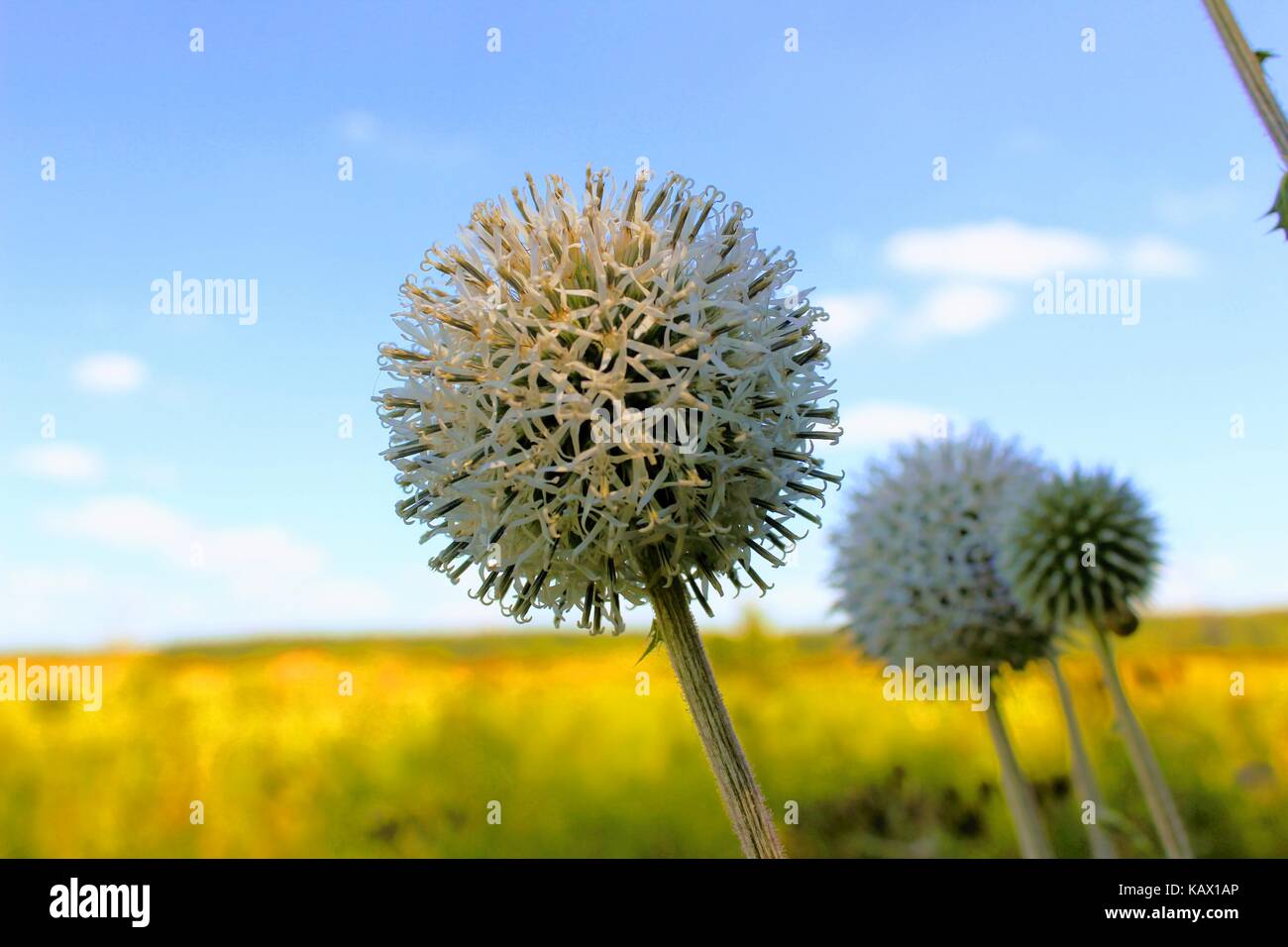 Testa rotonda dell'impianto echinops contro lo sfondo del campo giallo. Foto Stock