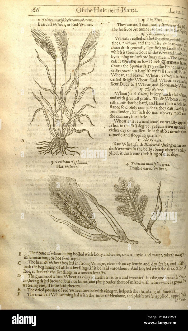 Questa pagina di "The Herball", un testo botanico del XVI secolo di John Gerard, illustra varie specie vegetali e i loro usi in medicina, pratiche culinarie e vita quotidiana. Riflette le prime conoscenze europee in botanica e cura delle piante. Foto Stock