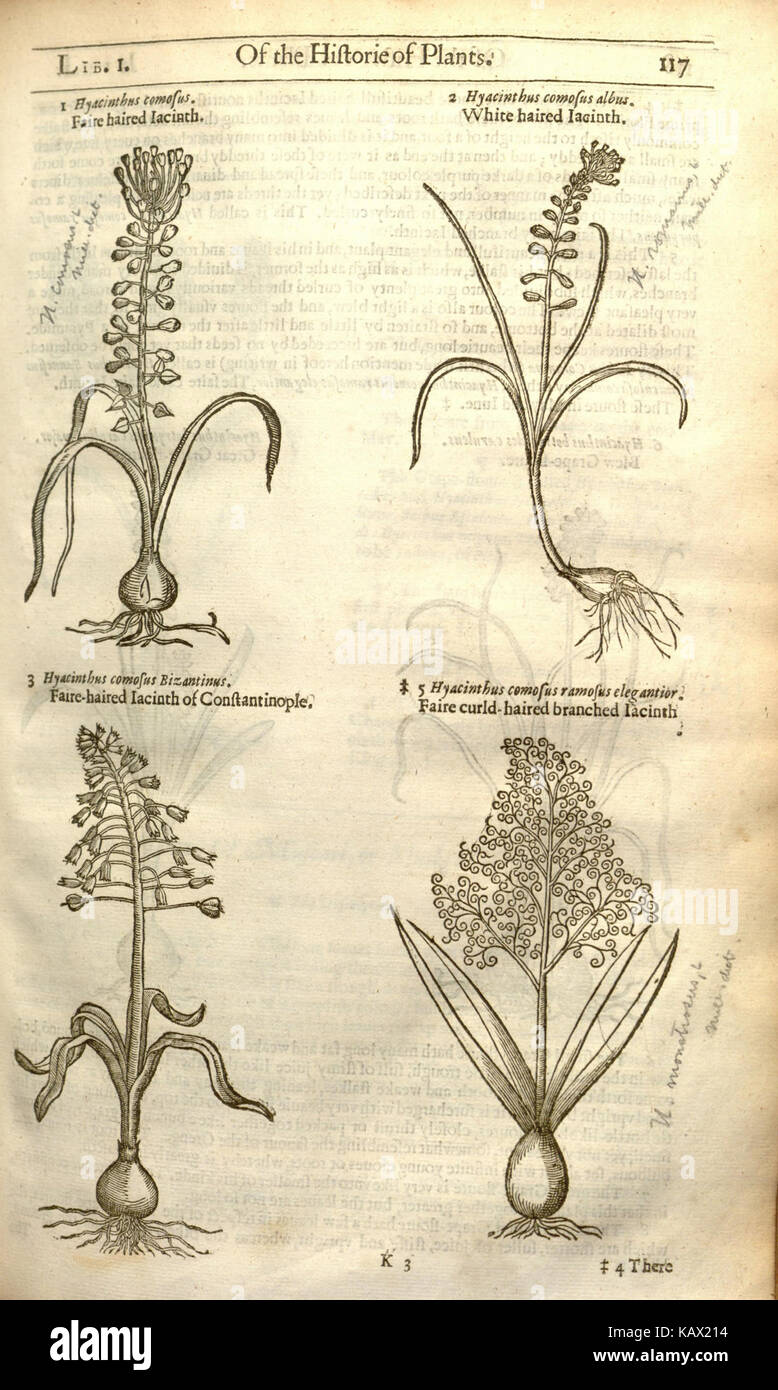 Questa pagina tratta da "The Herball" di John Gerard, un'opera completa del XVI secolo sulle piante, mette in evidenza le descrizioni delle piante e gli usi medicinali, contribuendo ai primi studi botanici in Europa. Foto Stock
