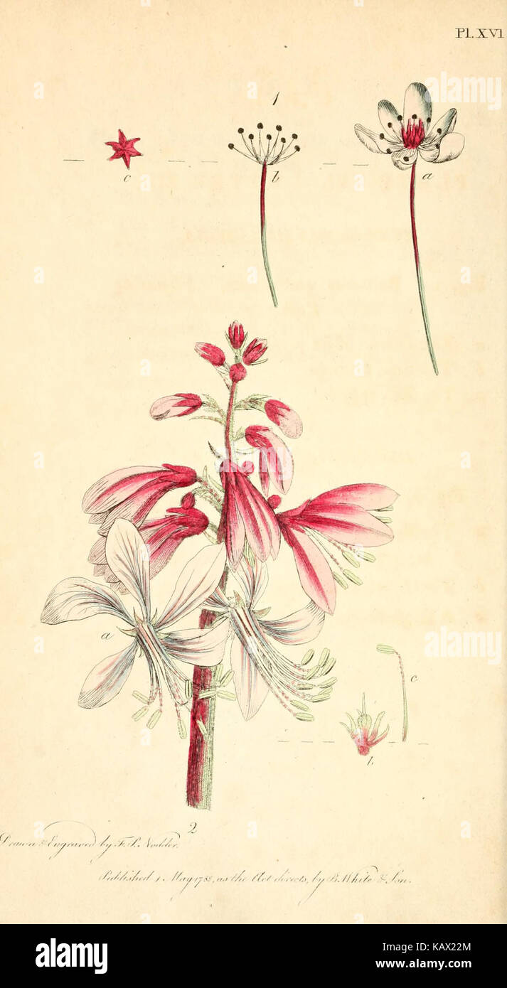 Trenta otto piastre, con spiegazioni (Pl. XVI) (6127246522) Foto Stock