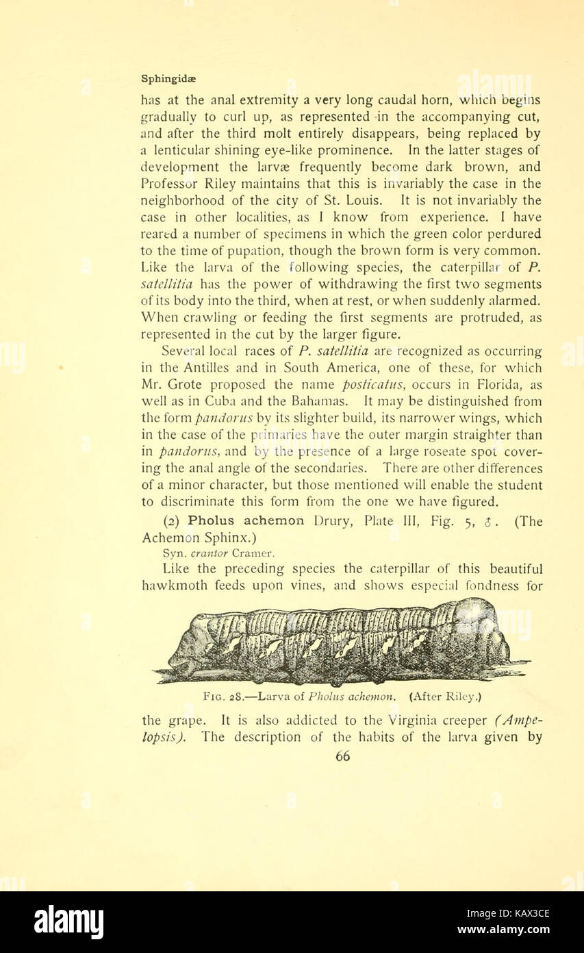 La falena prenota (pagina 66) BHL9917005 Foto Stock