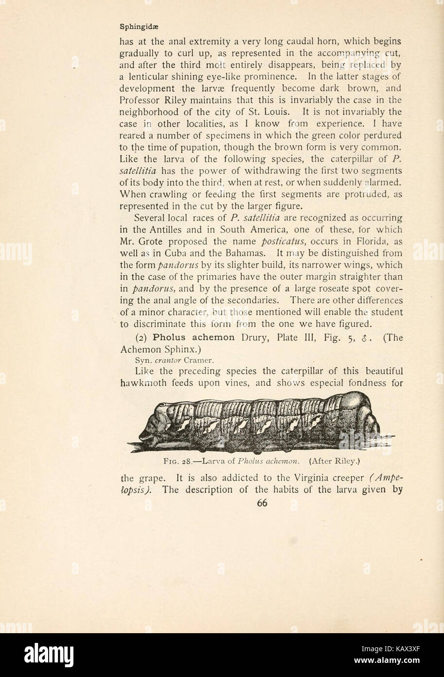 La falena prenota (pagina 66) BHL17026303 Foto Stock