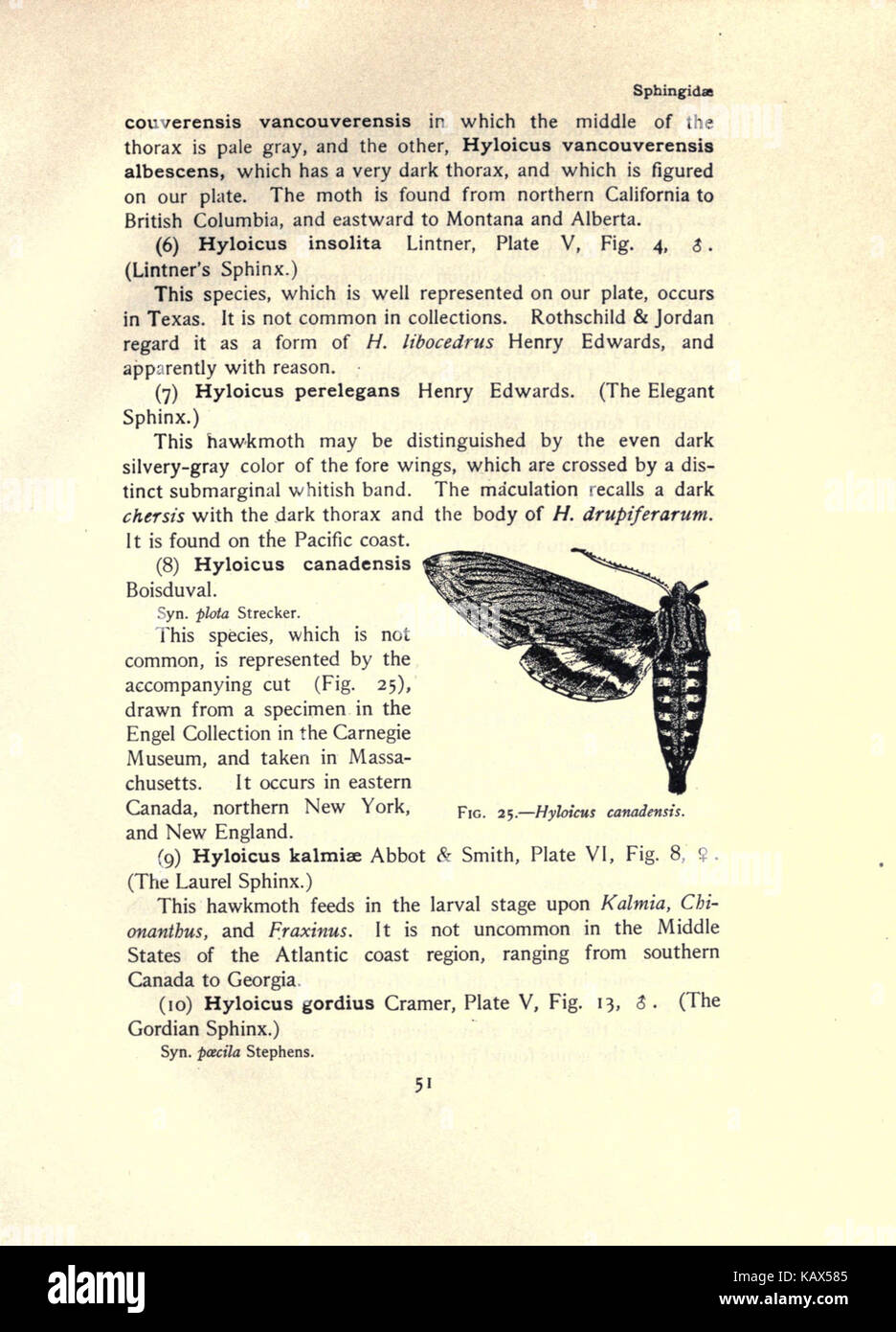 La falena prenota (pagina 51, Fig. 25) BHL21852956 Foto Stock