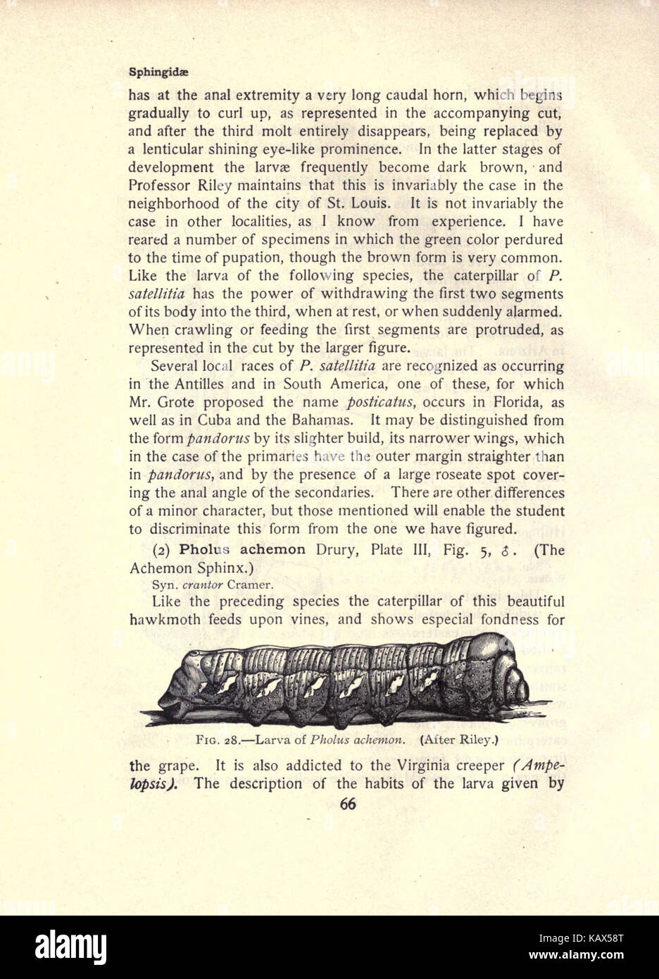 La falena prenota (pagina 66, Fig. 28) BHL21852979 Foto Stock