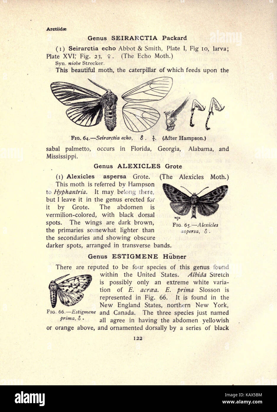 La falena prenota (pagina 122, Fig. 64 66) BHL21853071 Foto Stock