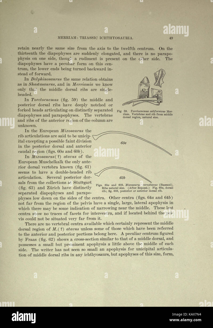 Questa pagina di una pubblicazione scientifica presenta gli ittiosauri del Triassico, rettili marini che prosperarono durante il Triassico, illustrando le loro caratteristiche e le scoperte fossili. Foto Stock