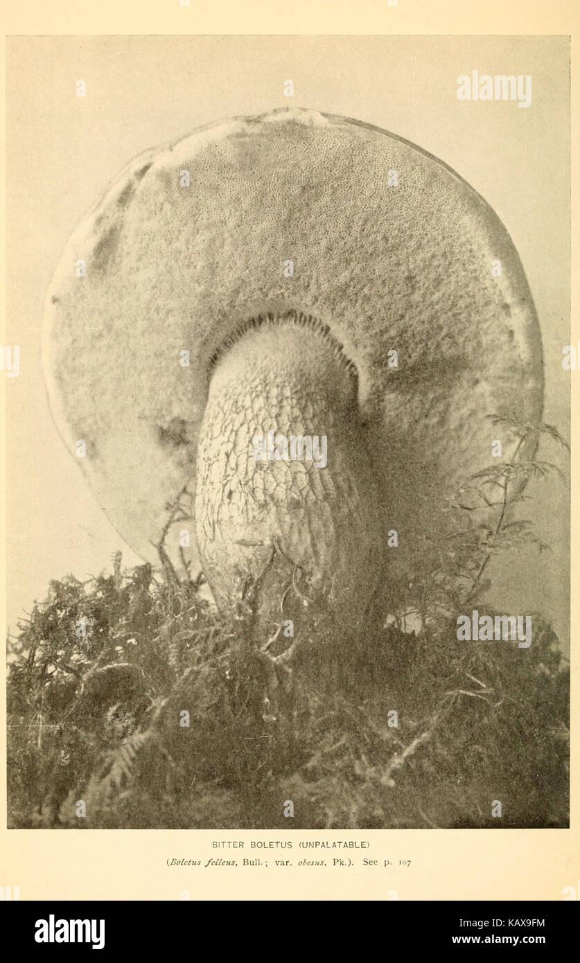 *Il Libro dei funghi* è una guida completa per identificare e comprendere vari tipi di funghi. Include illustrazioni dettagliate e descrizioni di specie commestibili e tossiche, fornendo ai lettori preziose conoscenze per il foraggiamento e gli usi culinari. Foto Stock