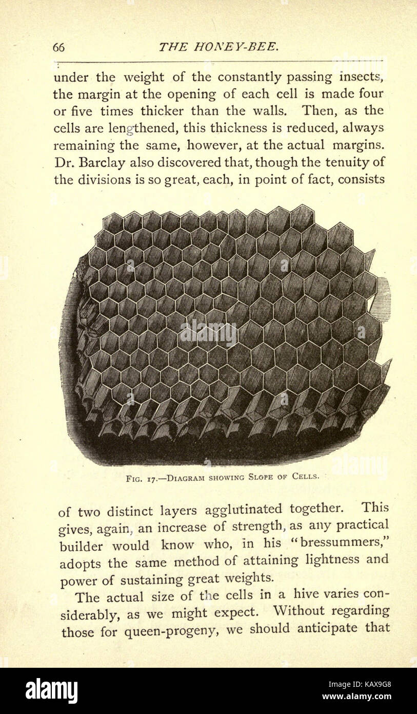 Il miele delle api (pagina 66) BHL21494735 Foto Stock