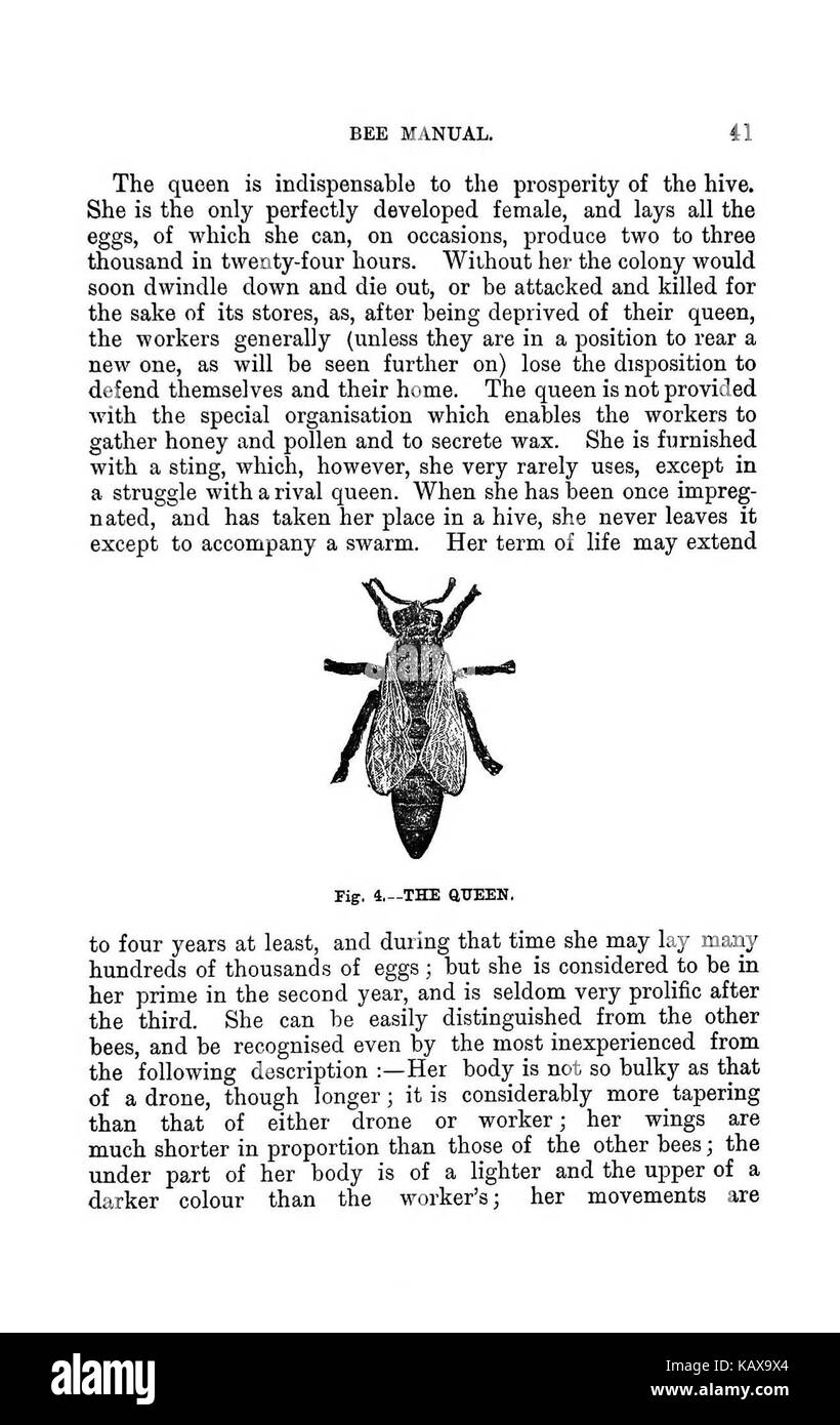 L'illustrato Australasian bee manuale e guida completa alla moderna cultura delle api nell'emisfero sud BHL38562722 Foto Stock