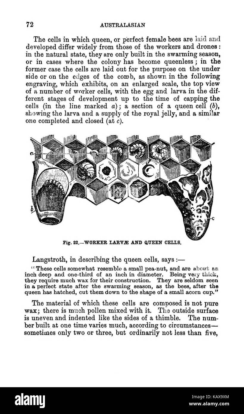 L'illustrato Australasian bee manuale e guida completa alla moderna cultura delle api nell'emisfero sud BHL38562753 Foto Stock