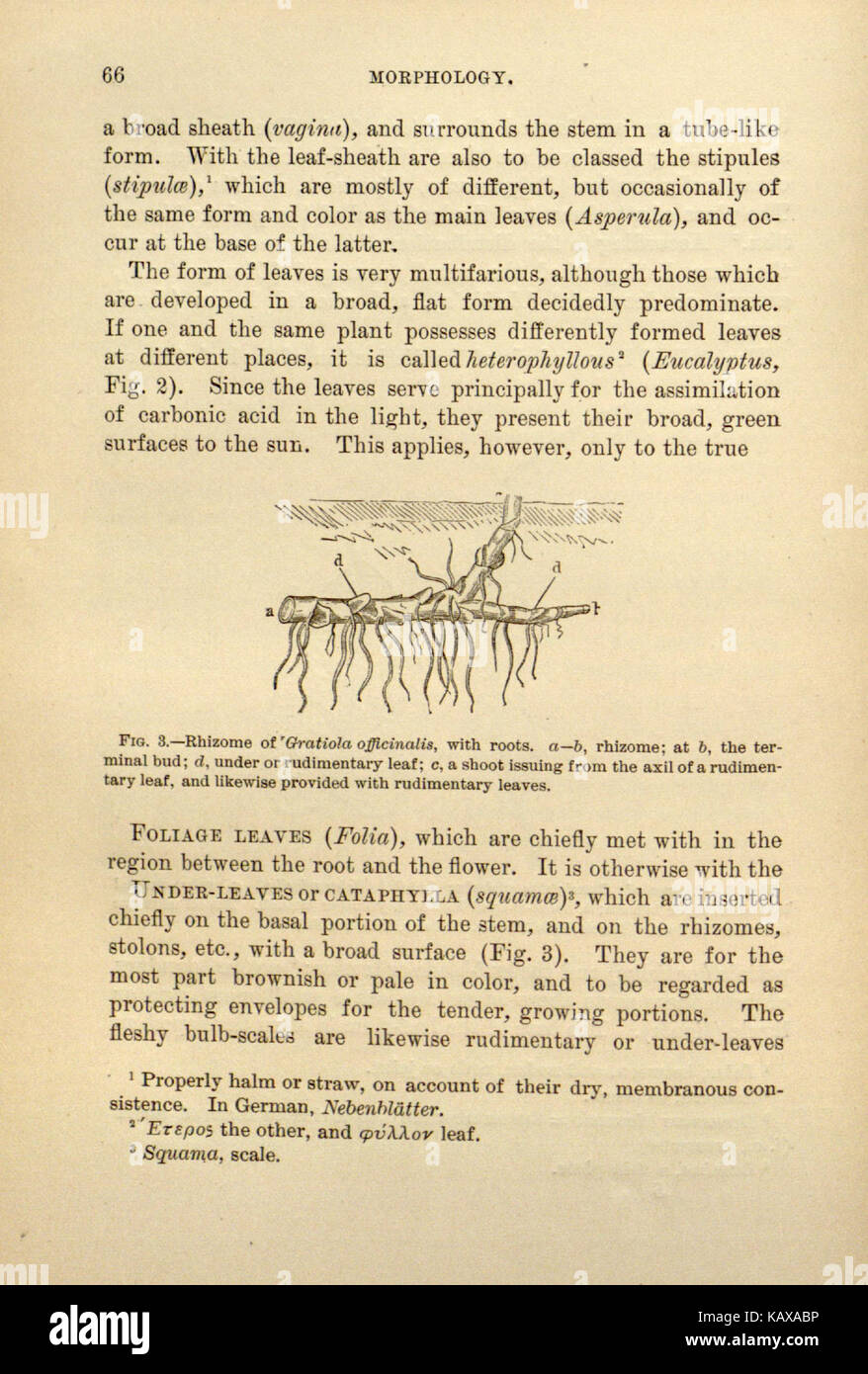 Principi di farmacognosia (pagina 66) BHL3983329 Foto Stock
