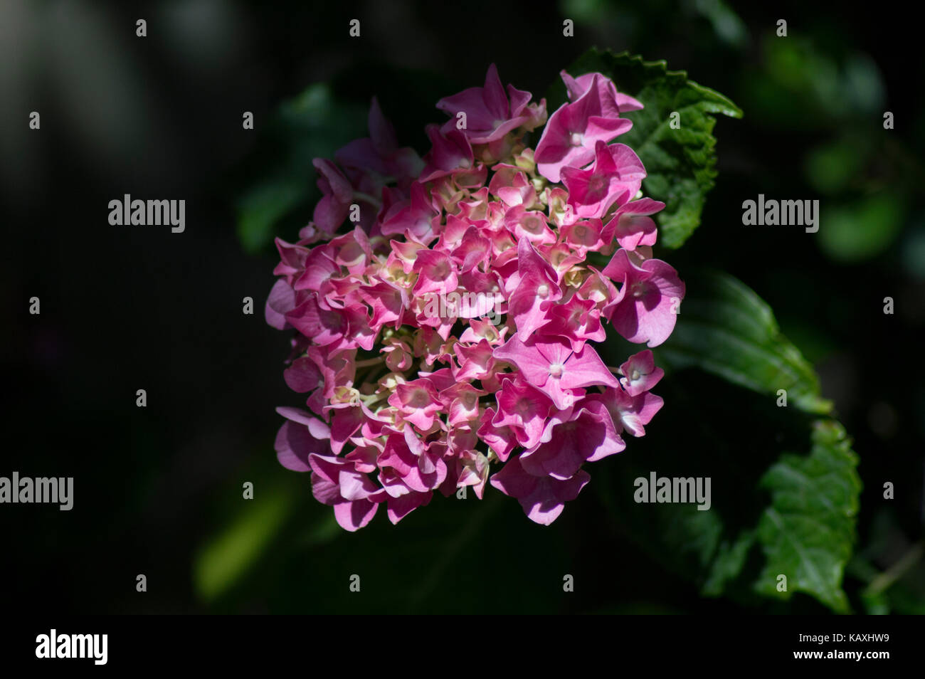 Giardino rosa hydrangea, nativo di meridionale ed orientale e Asia e Americhe.prese nel pomeriggio di sole in una giornata estiva in Inghilterra - foto Foto Stock